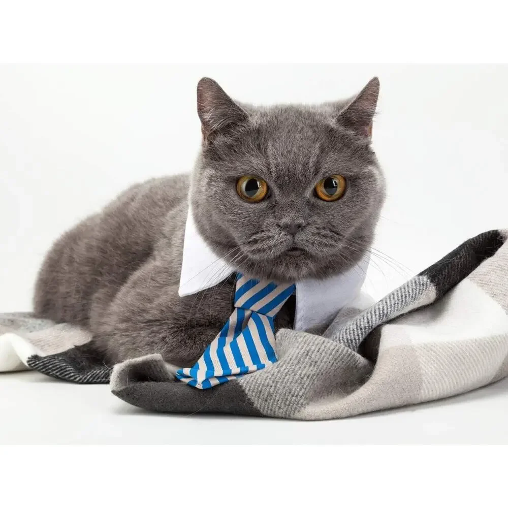 Adjustable Formal Collar Neck Tie for Dogs & Cats Blue & Tan